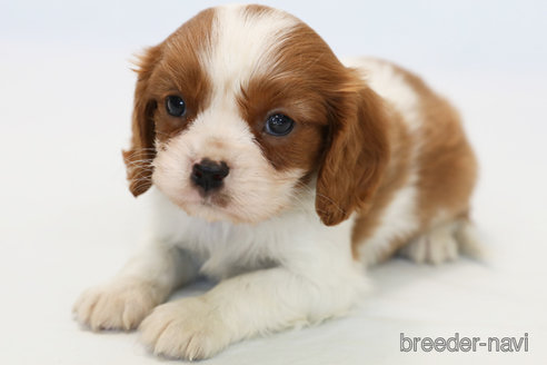 成約済の神奈川県のキャバリアキングチャールズスパニエル-248615の8枚目